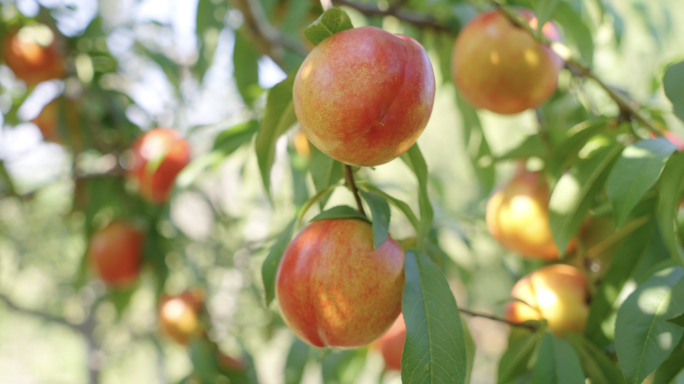 桃子丰收 桃子成熟 果实 水蜜桃