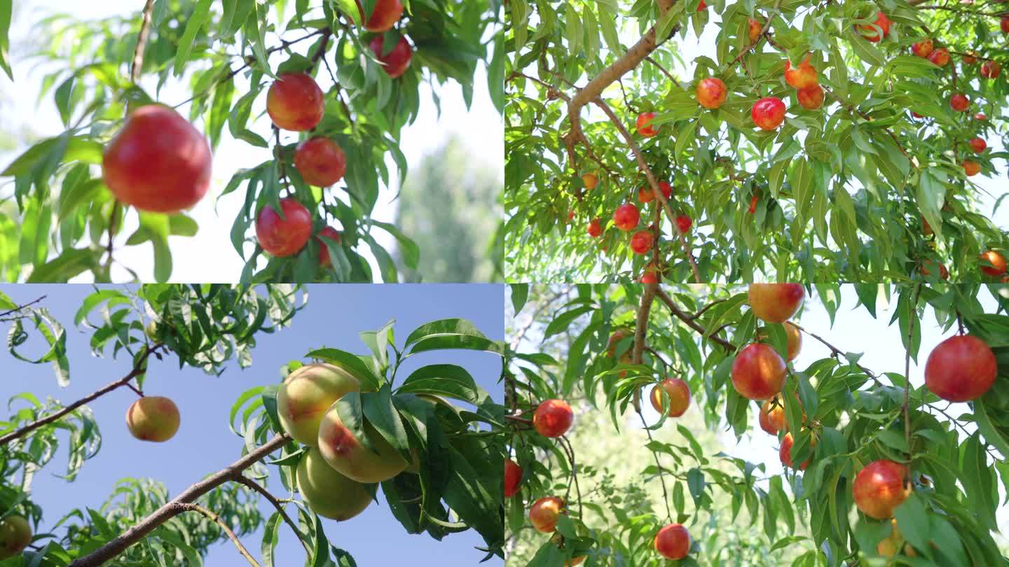 桃子丰收 桃子成熟 果实 水蜜桃