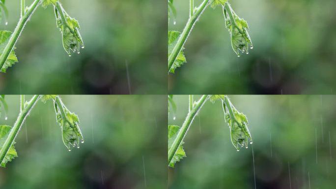 瓜秧上的雨滴