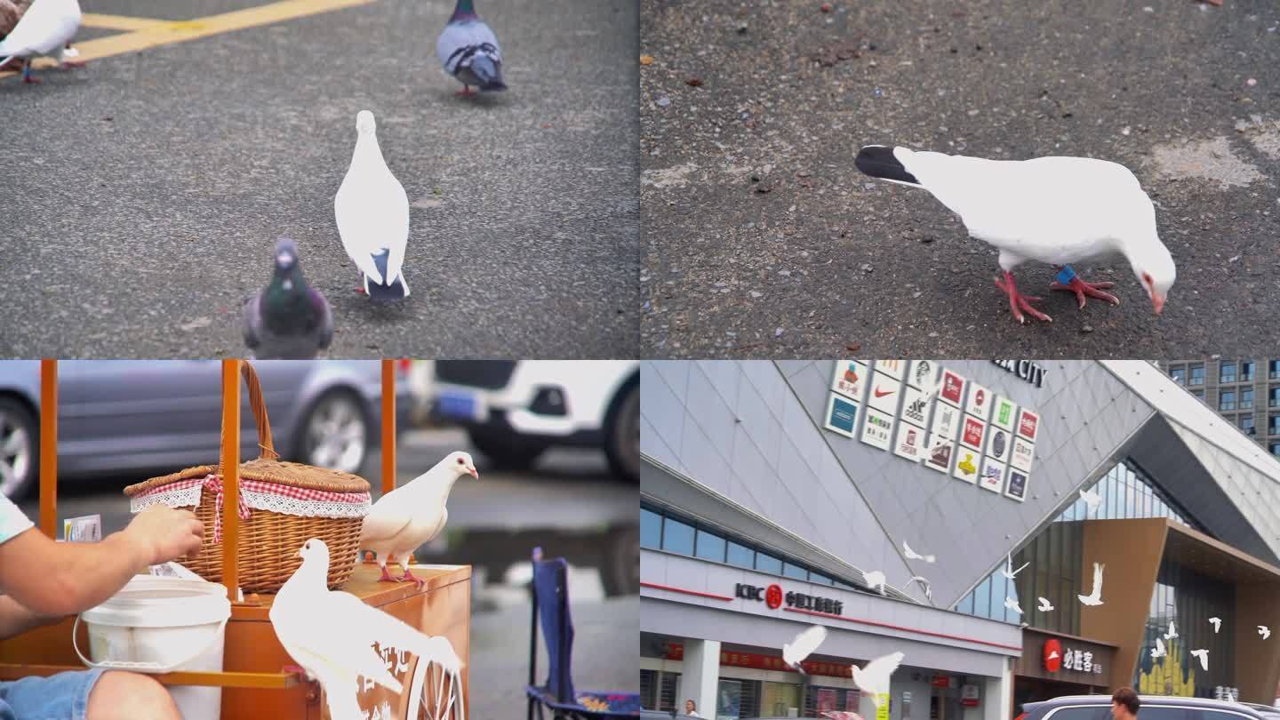 一群白鸽在广场上路人投喂