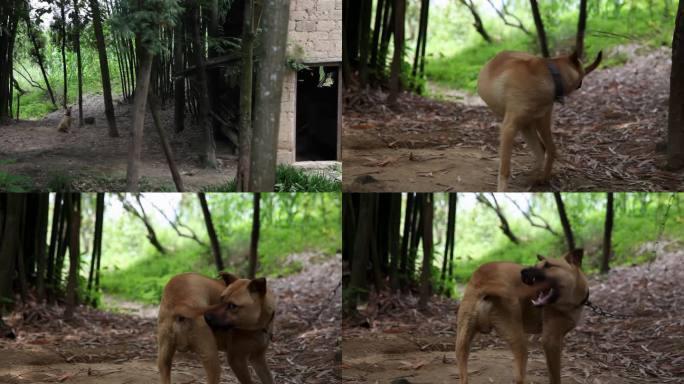 田园犬