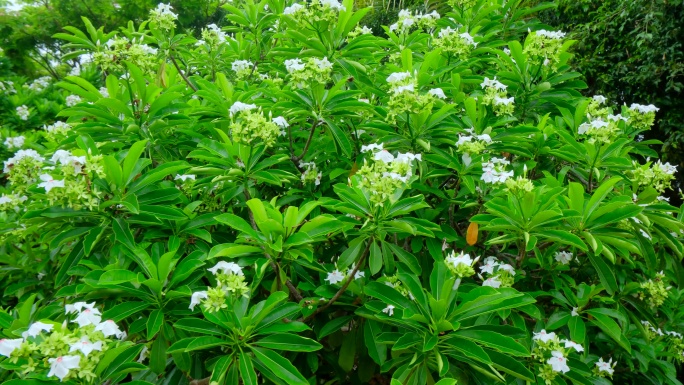 海杧果 热带植物