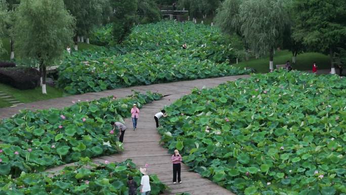 台州温岭锦屏公园荷花航拍