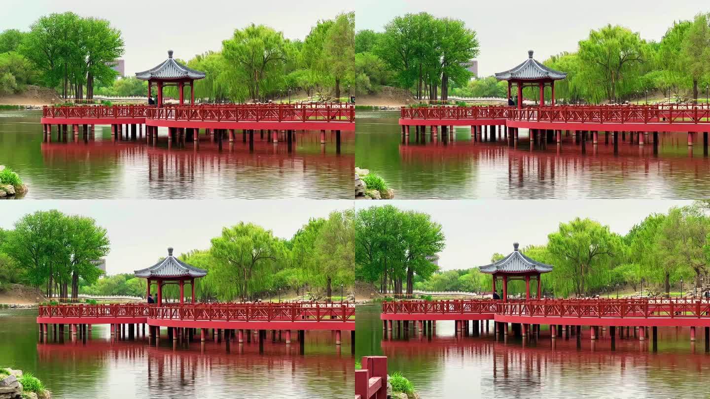北京圆明园内木桥皇家园林遗址公园造林艺术