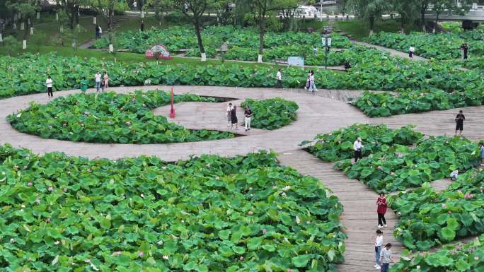 台州温岭锦屏公园荷花航拍