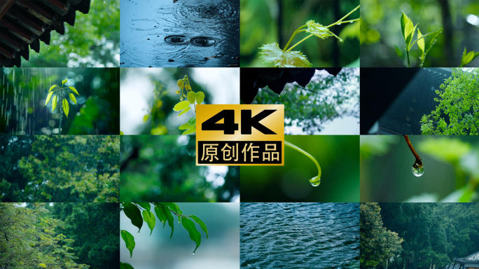 雨下雨屋檐滴水树叶雨景春雨自然植物建筑