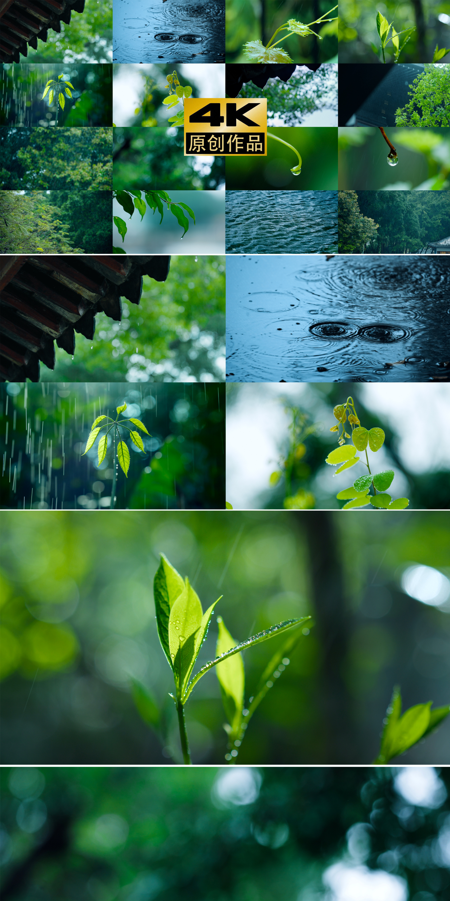 雨下雨屋檐滴水树叶雨景春雨自然植物建筑