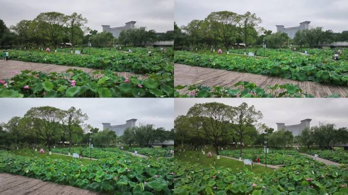 台州温岭锦屏公园荷花航拍