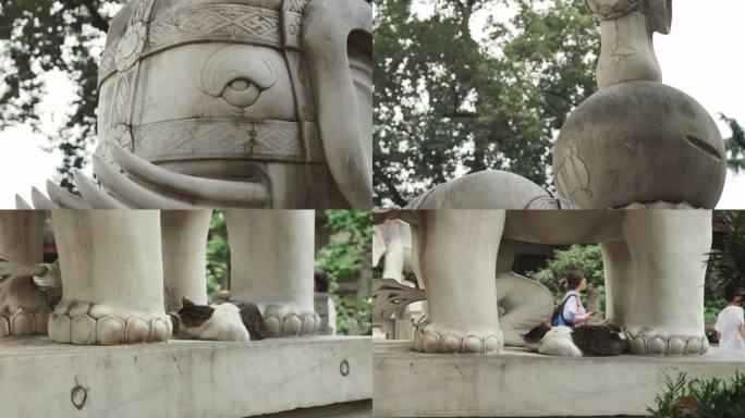 寺庙里的白象雕塑和睡着的猫