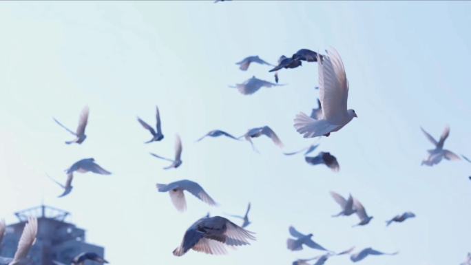 原创城市上空广场上飞翔的鸽子