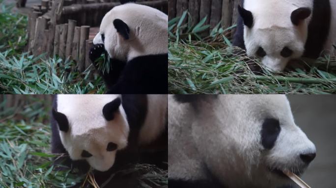 4k大熊猫动物园吃竹子