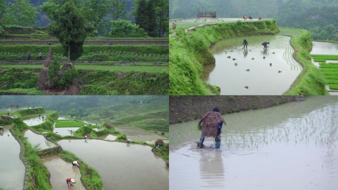 四川梯田种水稻