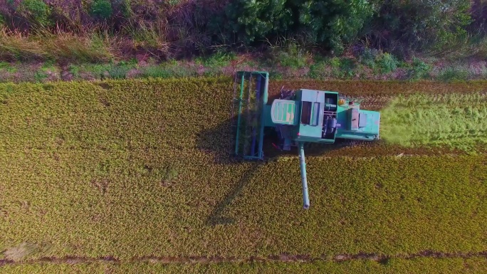 航拍大型收割机收割水稻