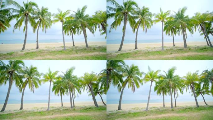 阴天多云椰树沙滩 海边椰子树