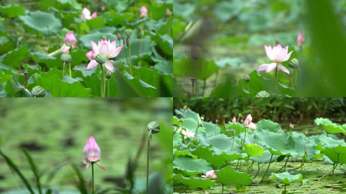 雨后荷花，使用索尼70-200二代拍摄