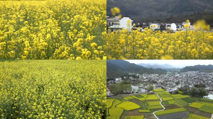 油菜花歙县呈坎古镇