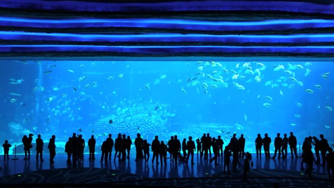 海洋馆 海底世界 鱼群景观