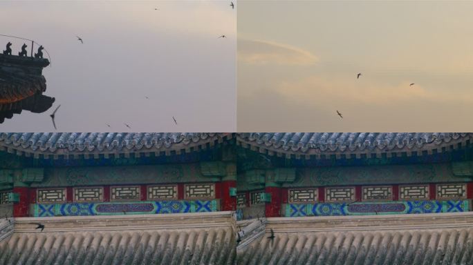 燕子 北京雨燕