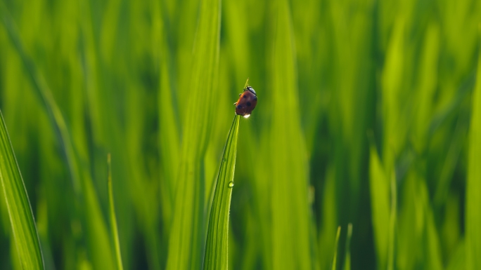 瓢虫、七星瓢虫