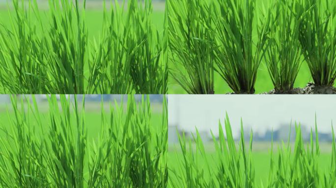 微距慢镜头拍摄水稻叶子