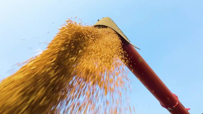 机械化收获小麦