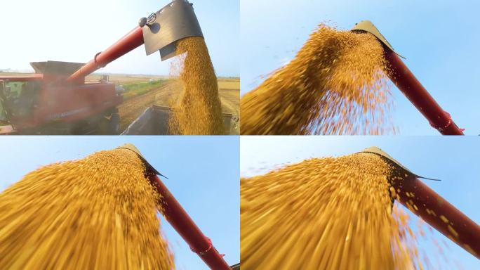 机械化收获小麦