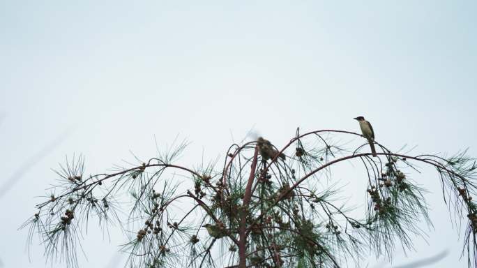 树梢鸟群-慢镜头