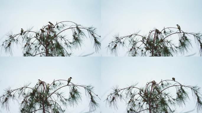 树梢鸟群-慢镜头