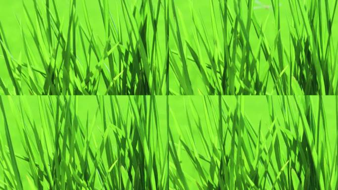 微距慢镜头拍摄水稻叶子