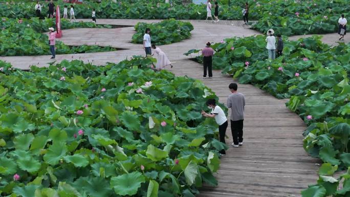 台州温岭锦屏公园荷花航拍