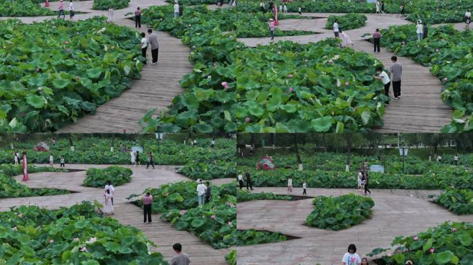 台州温岭锦屏公园荷花航拍