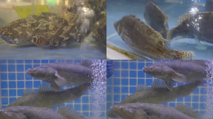 2023广州天河海鲜酒家水族馆石斑鱼