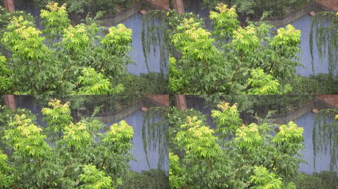 狂风暴雨 下雨 大雨