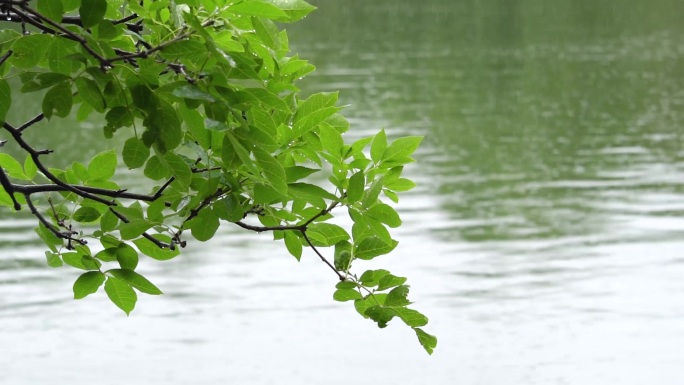 雨天湖面的树叶雨滴