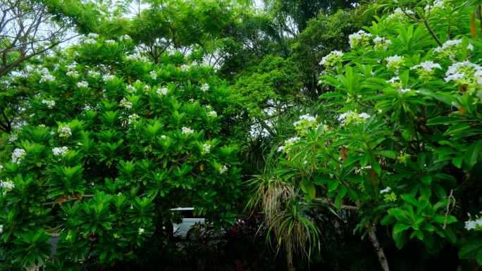 海杧果 热带植物