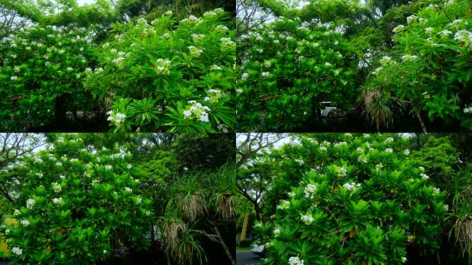 海杧果 热带植物