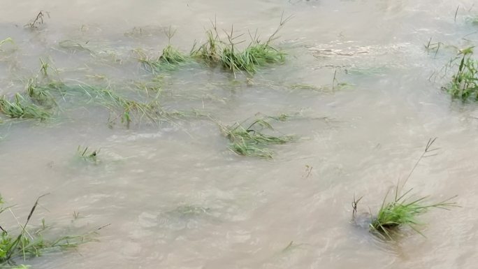 水浸野草江水涨潮河水上涨水波浪风吹波浪