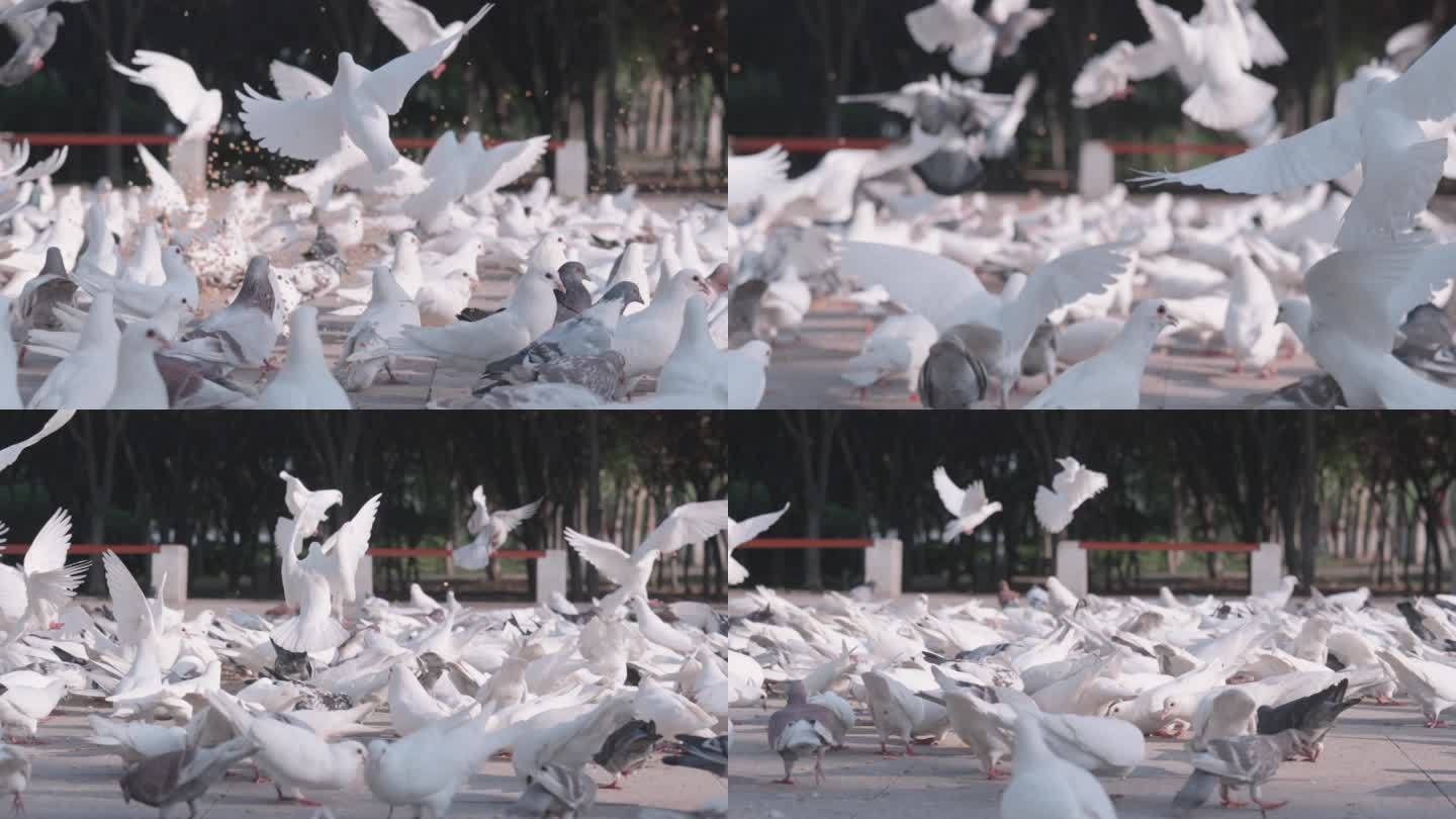 鸽子喂食高速摄影