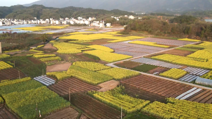 安徽江西乡村油菜花地航拍