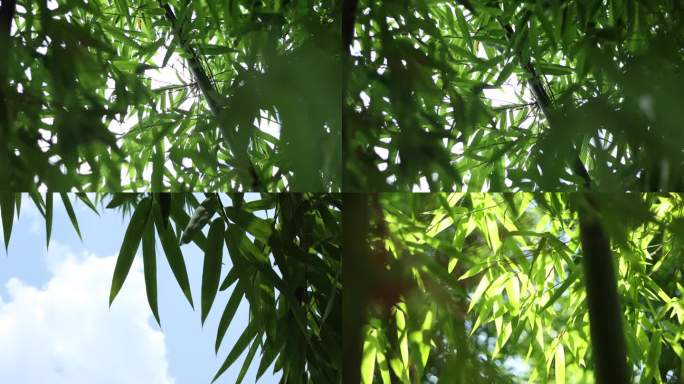 【4k】 竹子空镜