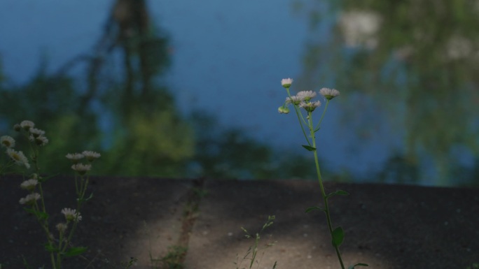 水边野花