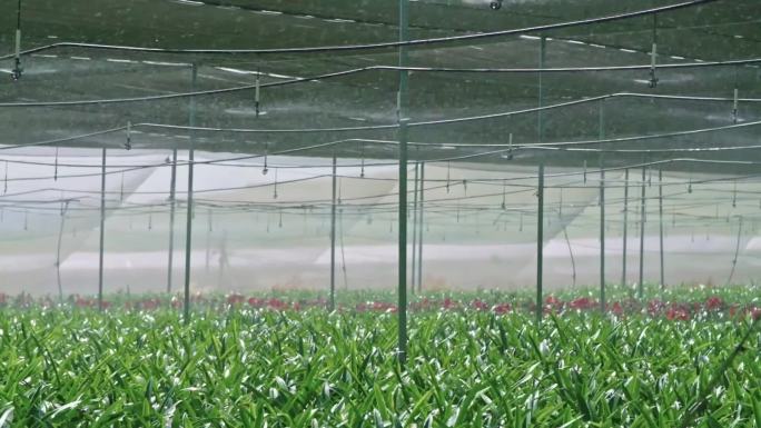 现代农业大棚自动洒水自动喷灌