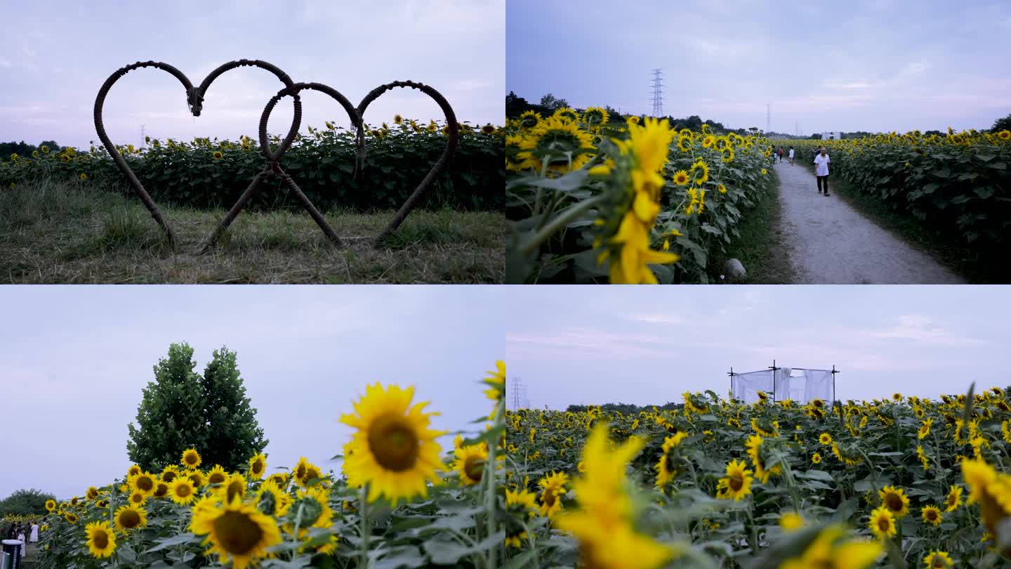 温江汪家湾向日葵花海