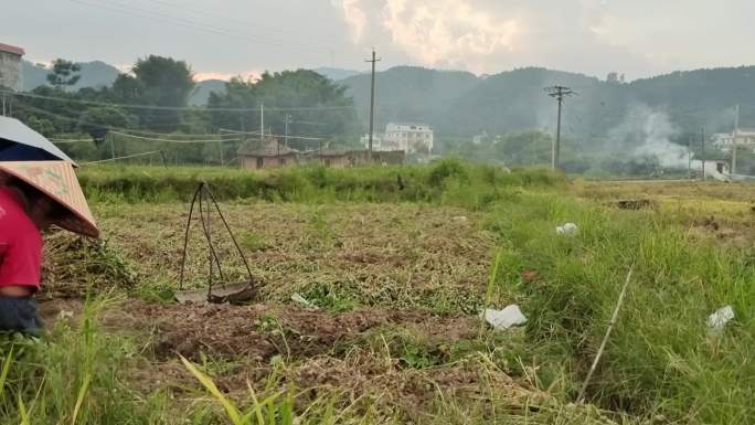 收花生豆地豆手工收获花生花种植花生农作物