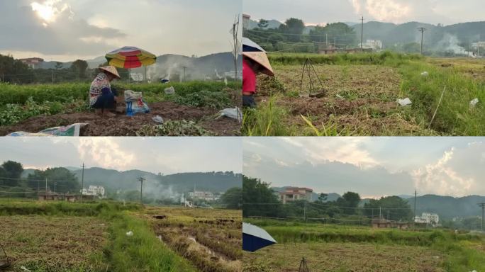 收花生豆地豆手工收获花生花种植花生农作物