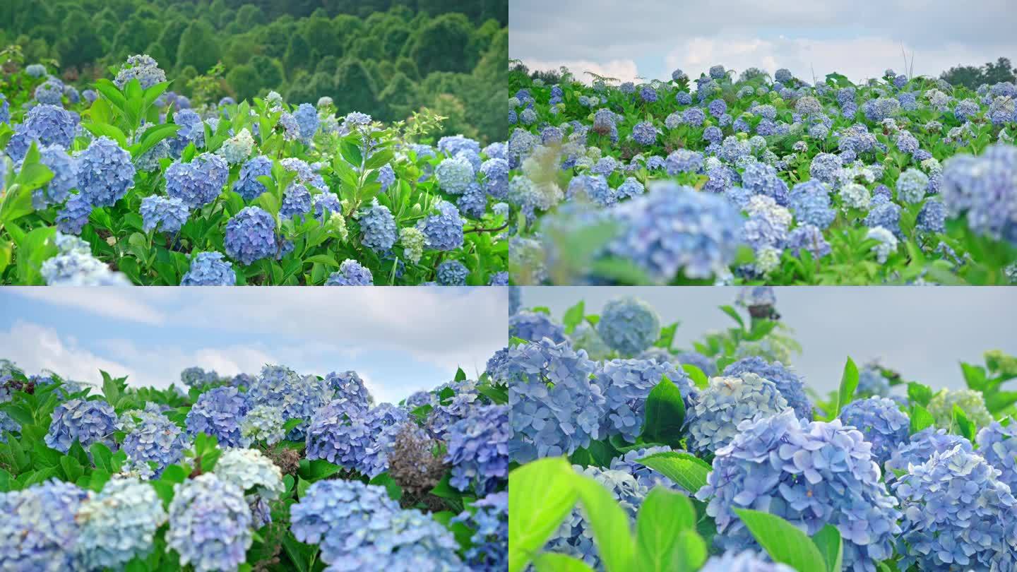 绣球花花海4k