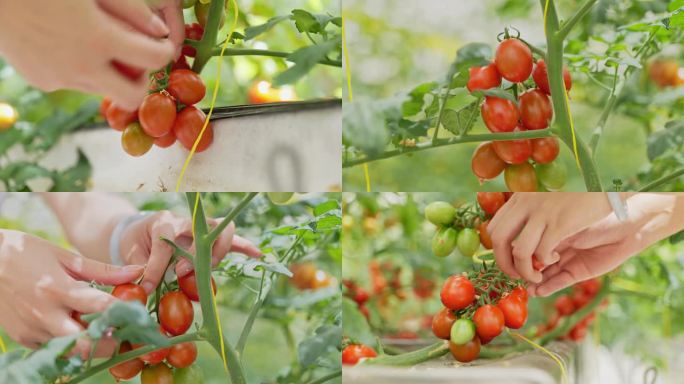 西红柿小番茄采摘观光农业
