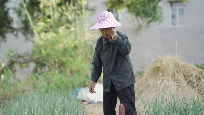 留守老人在家务农种菜摘菜