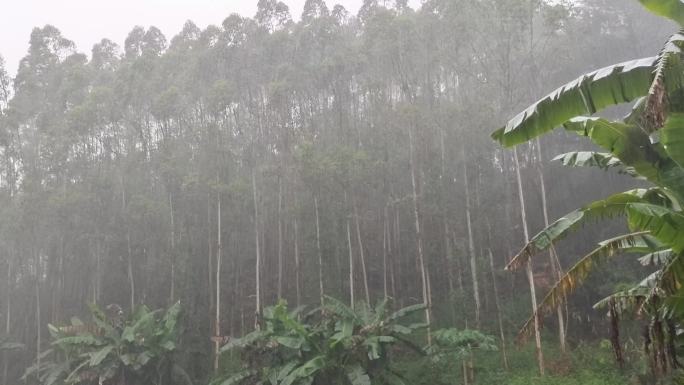 山村暴雨倾盆大雨雷声雷声山林雨天农村下雨