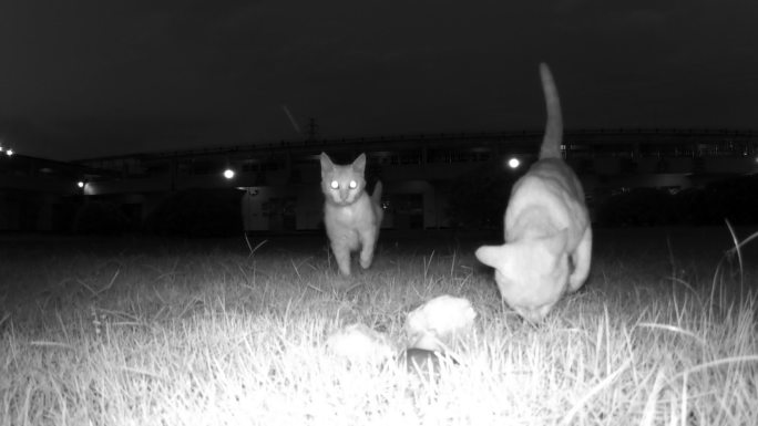 夜幕下红外线守猎相机镜头下的家猫